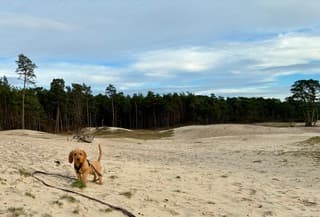 Winterzon en zand: Brum in de Sahara van Ommen