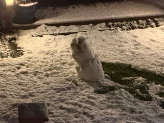 Sneeuwpop in de tuin ☃️