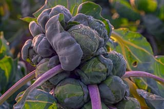 Het menu voor vandaag : Regenachtig, kil en spruitjes! 