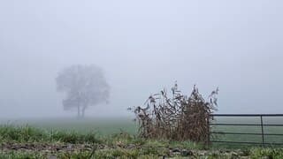 Mist in  de polder 