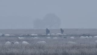 Herder in de mist en bevroren landschap
