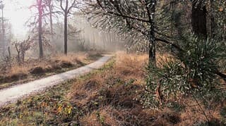 Lempkes in het Leenderbos