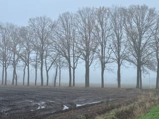 Bornebroek in de Mist