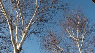 BLAUWE LUCHT -BERKENBOMEN