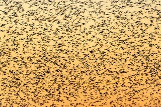 Duizenden spreeuwen bij zonsondergang vanavond