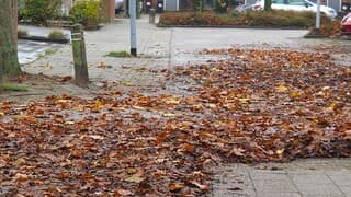 HERFSTBLADEREN -RUIMEN MAAR