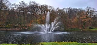 Bomen verliezen hun herfskleuren