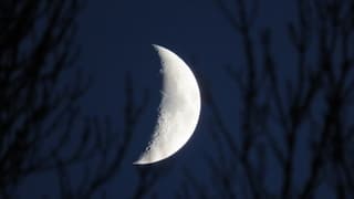 Zie de maan schijnt door de bomen