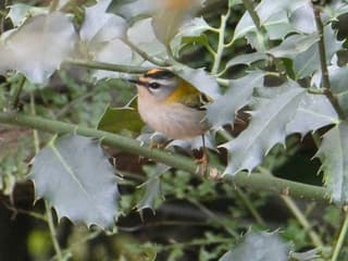 Vuurgoudhaantje gespot!