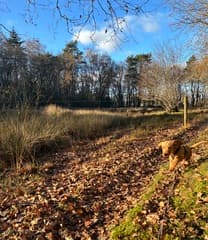 Brum trotseert de herfst