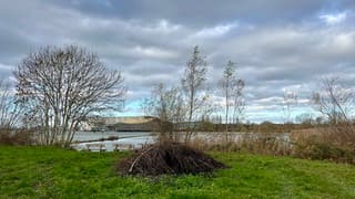 Kale bomen en gesnoeid hout op de punt van Natuureiland De Zaag 