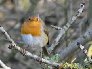 Kleurbrenger op een grijze 1 december dag
