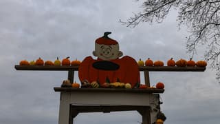 De pompoenen geven nog wat kleur...