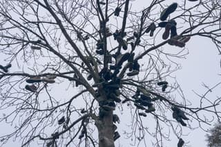 Hier zijn de schoentjes in een boom klaargezet. 