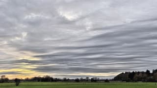 undulatus aspirantus oid