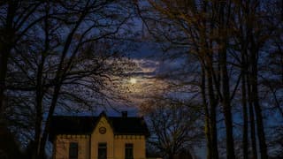Zie de maan schijnt door de bomen