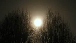 zie de maan schijnt door de bomen