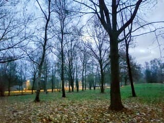 Bewolkt en kale bomen