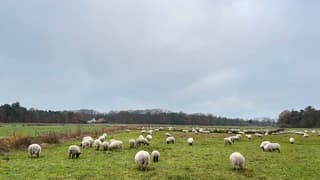 Schapen en wolken