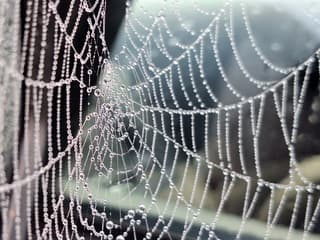 Dauwdruppels op spinnenwebben 