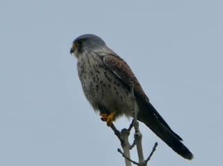 Torenvalkmannetje op een grijze dag