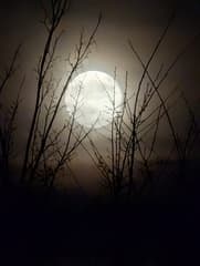 Zie de maan schijnt door de bomen 