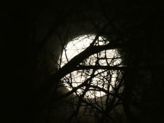 Zie de maan schijnt door de bomen