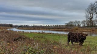 Galloway met klitten