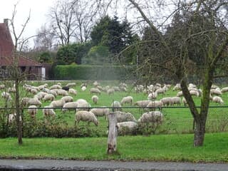 schapen