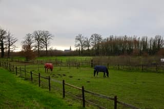 Licht aan de horizon 