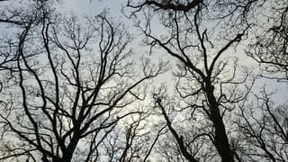 Geen blad meer aan de bomen.