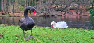 Zwarte en witte zwaan in Arnhem vandaag 