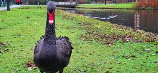 Zwarte zwaan in Arnhem wel heel dichtbij 