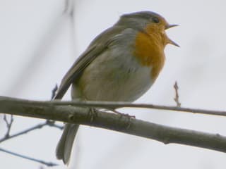 Kijk uit bij het oversteken!