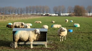 Een zonnetje, maar wel dreigende lucht. 