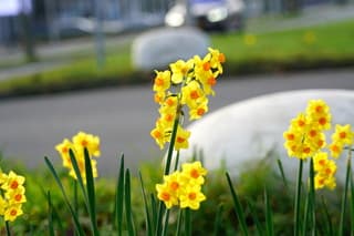 Narcissen staan in bloei 