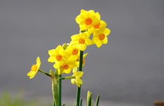 Narcissen staan in bloei 