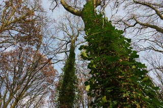 The winner takes it all