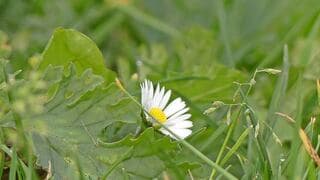 vroege bloei meiklokje