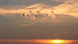 Ganzen zoeken hun slaapplek