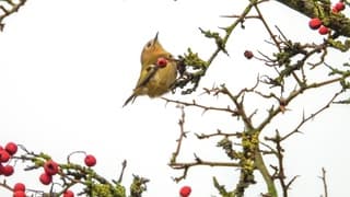 Een Goudhaantje met somber weer