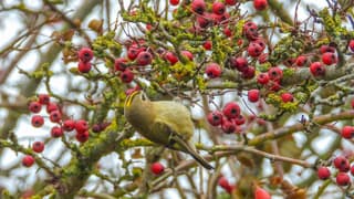 Een Goudhaantje met somber weer