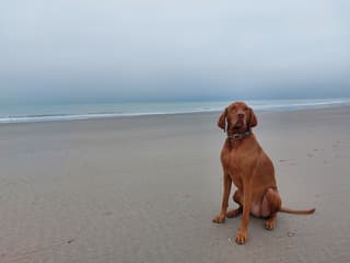 strandwandeling met onze hond Brownie