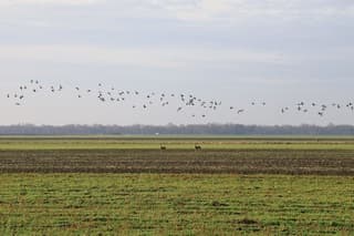 Froombosch