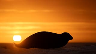 Zonsopkomst met Zeehond
