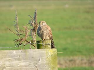 Torenvalkje geniet van het zonnetje!