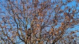 Nog enkele blaadjes!