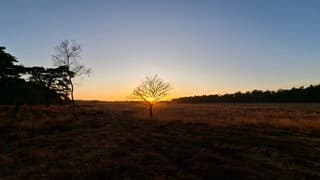"Afrikaanse Savanne" in Uffelte, ondergaande zon die door het boompje schijnt