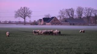 schapen