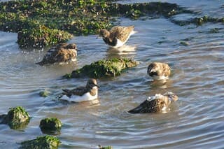 Badderende steenlopers